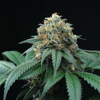 Image 3 of Peach Lassi cannabis by Perfect Tree Seeds – 12/12 Photoperiod – Body Stone – Gassy – Seed City