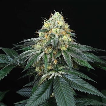 Peach Lassi cannabis seeds – Female seeds – Body Stone – 12/12 Photoperiod – image 6 from Seed City