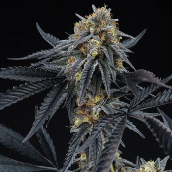 Peach Sherbert OG cannabis – image 2 – Seed City