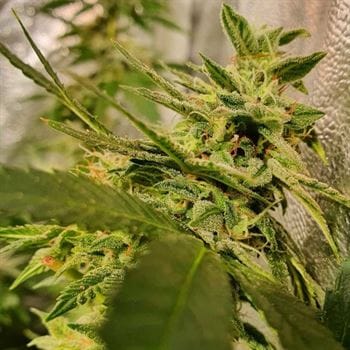 Peach Slaps by Holy Smoke Seeds – งานสร้างสรรค์ – ช่วงเวลาแสง 12/12 ชั่วโมง – Female seeds – ภาพที่ 3 – Seed City