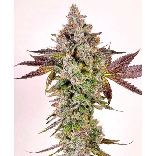 showing 12/12 Photoperiod – Indica Dominant – Female seeds – image 1 – Seed City