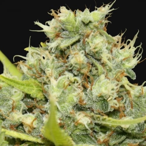 Pineapple Chunk cannabis seeds – Euphoric – Excellent harvest potential – Good for outdoor grow – image 2 from Seed City