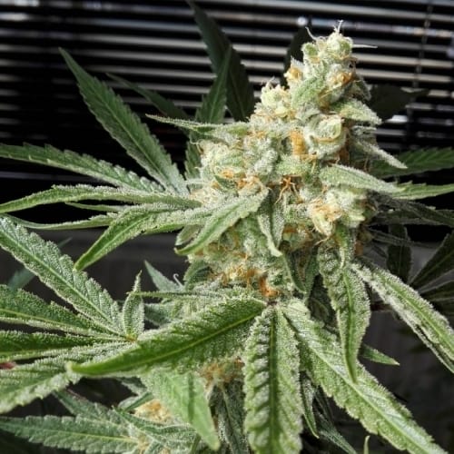 Pineapple Chunk by Barneys Farm Seeds – 12/12 Photoperiod – Fruity – The End of September – image 3 – Seed City