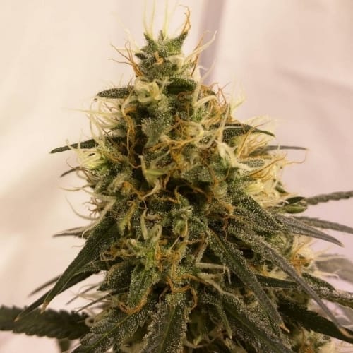 Pineapple Chunk cannabis seeds – The End of September – Indica Dominant – Resistant to Disease – image 4 from Seed City