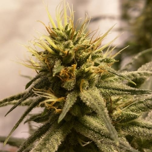 Pineapple Chunk by Barneys Farm Seeds – Fruity – Super Strength – Euphoric – image 5 – Seed City