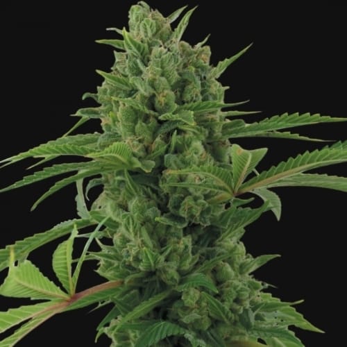 Pineapple Express Automatic cannabis seeds – Relaxing – Female seeds – Indica-heavy – image 2 from Seed City