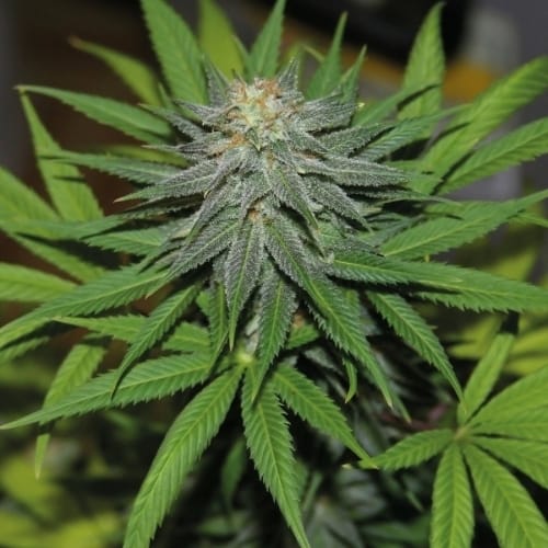 Pineapple Express Automatic cannabis seeds – Auto-Flowering – Relaxing – Sweet – image 3 from Seed City