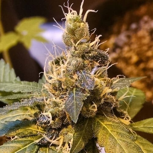 Pineapple Express Automatic cannabis seeds – Indica-heavy – Short (up to 80cm) – Female seeds – image 4 from Seed City