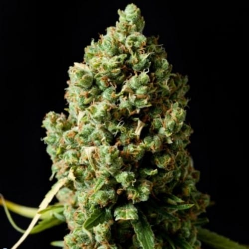Pineapple Express Automatic cannabis seeds – Relaxing – Indica-heavy – Female seeds – image 5 from Seed City