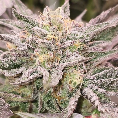 Pink Bacio by Karma Genetics – Guaranteed female plants – Sweet – 12/12 Photoperiod – image 2 – Seed City
