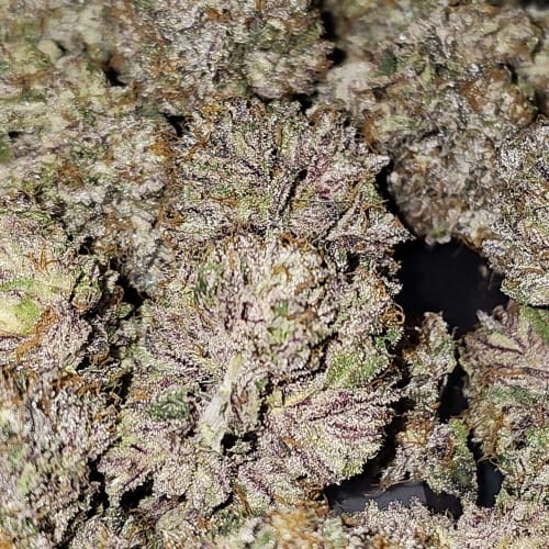 Guaranteed female plants – 12/12 Photoperiod – Indoor – Pink Bacio strain – image 4 – from Karma Genetics via Seed City
