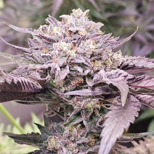 Pink Bacio from Karma Genetics