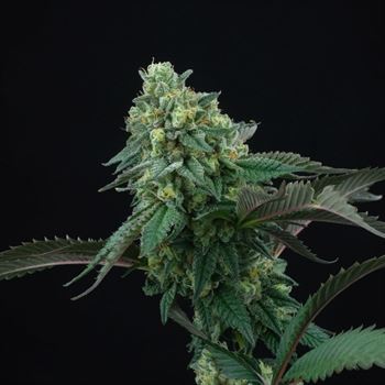 showing Female seeds – Outdoor – 50% Indica/50% Sativa – image 2 – Seed City