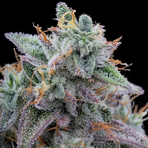 Pink Limez cannabis seeds – 50% Indica/50% Sativa – 12/12 Photoperiod – Good for outdoor grow – image 2 from Seed City