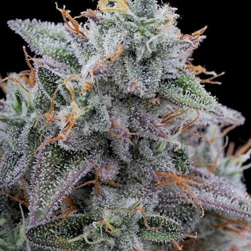 Pink Limez cannabis – image 4 – Seed City