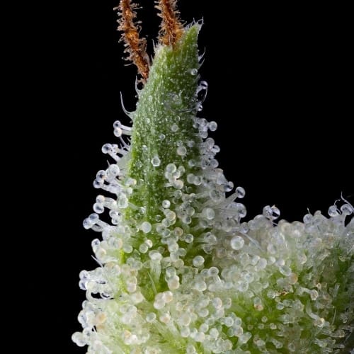 Pink Limez cannabis seeds – Good for outdoor grow – 12/12 Photoperiod – 50% Indica/50% Sativa – image 5 from Seed City