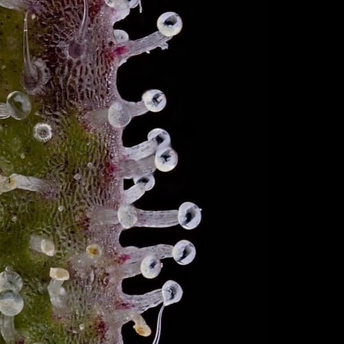 Pink Limez cannabis seeds – 12/12 Photoperiod – 50% Indica/50% Sativa – Good for outdoor grow – image 6 from Seed City