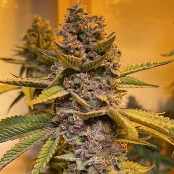 12/12 Photoperiod – Female seeds – Musky – Pink Mintz strain – image 2 – from Conscious Genetics via Seed City