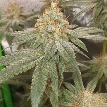 Pink Mintz cannabis seeds – Indoor – 12/12 Photoperiod – Musky – image 4 from Seed City
