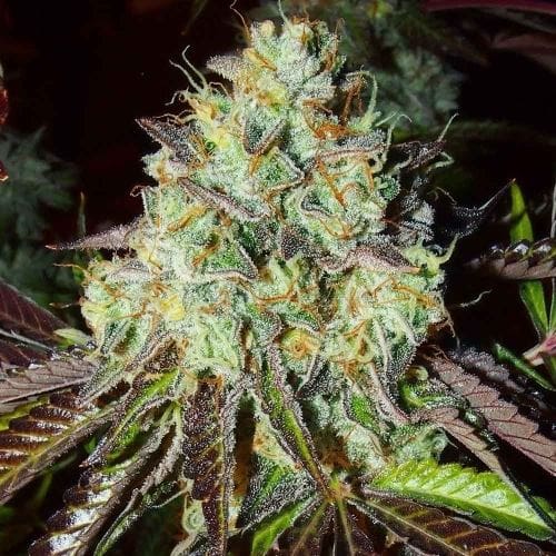 Image 4 of Pink Paletas cannabis by Karma Genetics – Feminized – 12/12 Photoperiod – 50% Indica/50% Sativa – Seed City