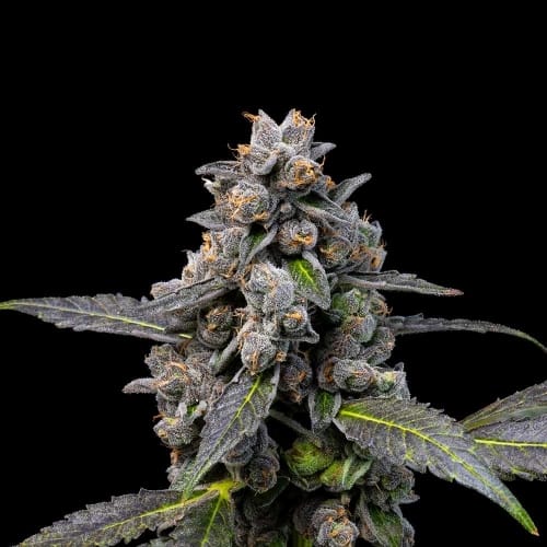 Pink Passion Fruit cannabis seeds – Feminized – Outdoor – 12/12 Photoperiod – image 2 from Seed City