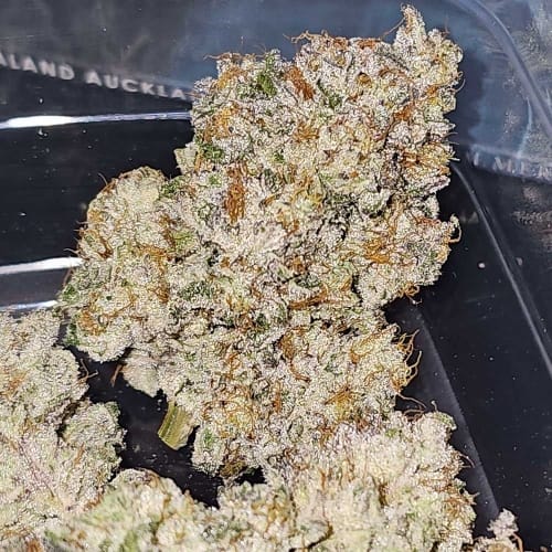 showing Suited for indoor growing – Sweet – 12/12 Photoperiod – image 3 – Seed City