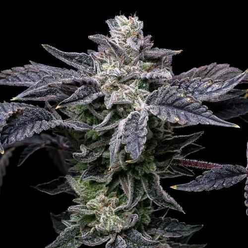 Pink Runtz x Hollywood by Cookies Seed Bank – Feminized – Gassy – Suited for indoor growing – image 2 – Seed City