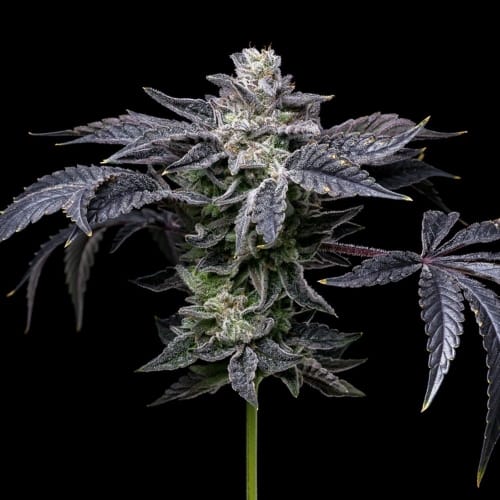 Pink Runtz x Hollywood cannabis seeds – Gassy – Feminized – Suited for indoor growing – image 3 from Seed City