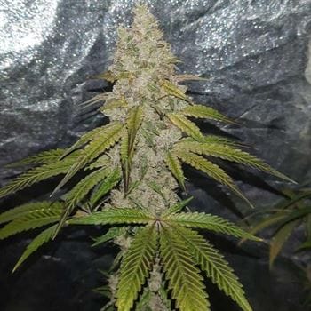 showing Feminized – Outdoor cultivation – 12/12 Photoperiod – image 2 – Seed City