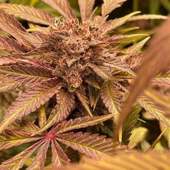 Dairy – 12/12 Photoperiod – Feminized – Pink Waferz strain – image 3 – from Conscious Genetics via Seed City