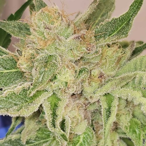 Pinky Zowahh cannabis seeds – Feminized – Suited for indoor growing – 12/12 Photoperiod – image 2 from Seed City