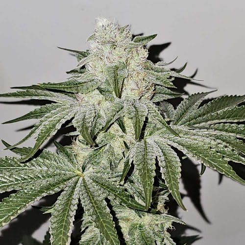 Pinky Zowahh by Karma Genetics – Suited for indoor growing – 12/12 Photoperiod – Feminized – image 3 – Seed City