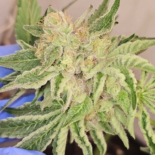 Pinky Zowahh cannabis seeds – Feminized – Suited for indoor growing – 12/12 Photoperiod – image 4 from Seed City