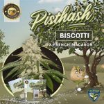 Pisthash by TH Seeds – Nutty – Indoor-friendly – Sativa-leaning – image 2 – Seed City