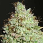 Pornstar Martini by Ultra Genetics – 12/12 Photoperiod – Fruity – Tall (140cm plus) – image 2 – Seed City