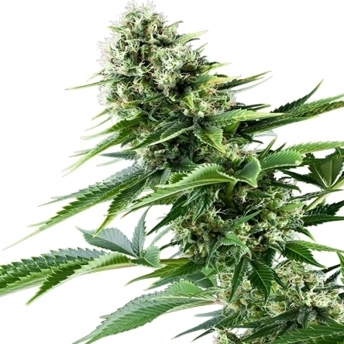 Power Flower by Royal Queen Seeds – Female seeds – Excellent harvest potential – Middle of October – image 2 – Seed City