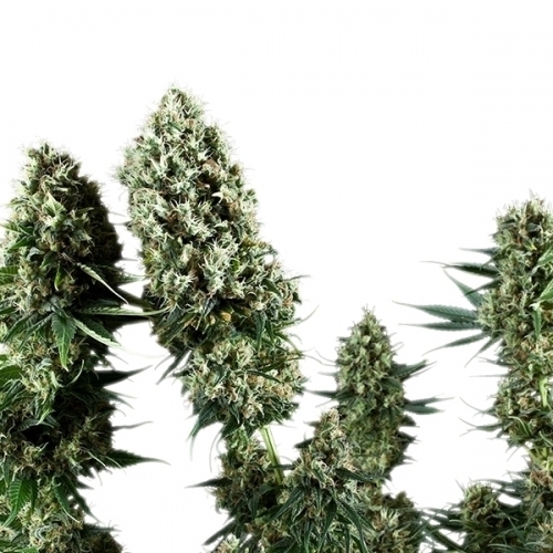 Power Flower cannabis seeds – Female seeds – 12/12 Photoperiod – Sativa Dominant – image 3 from Seed City