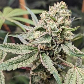 Prozecco by Conscious Genetics – Feminized – Indica Dominant – Outdoor cultivation – image 2 – Seed City