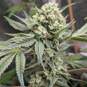 Prozecco by Conscious Genetics – Feminized – Gassy – Indica Dominant – image 3 – Seed City
