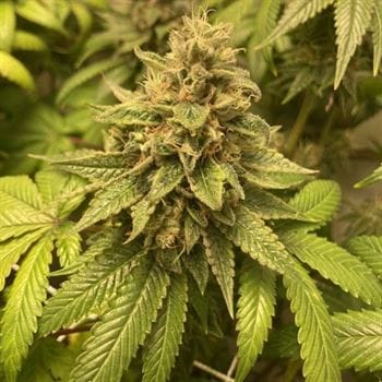 Prozecco cannabis seeds – Feminized – Outdoor cultivation – Indica Dominant – image 5 from Seed City