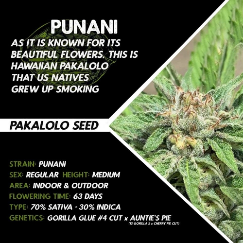 Image 2 of Punani cannabis by Pakalolo Seed – Mostly Sativa – Regular – Indoor – Seed City