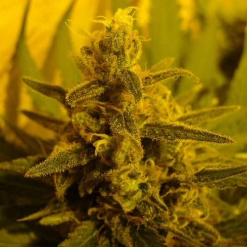 12/12 Photoperiod – Happy – Suited for indoor growing – PPP strain – image 2 – from Nirvana Seeds via Seed City