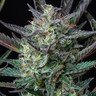 Purple Punch Automatic by Royal Queen Seeds – Grape – Short (up to 80cm) – Indica Dominant – image 2 – Seed City