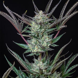 Purple Punch Automatic by Royal Queen Seeds – Grape – Auto-Flowering – Short (up to 80cm) – image 3 – Seed City