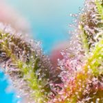 Purple Punch OG XL Auto from Sweet Seeds