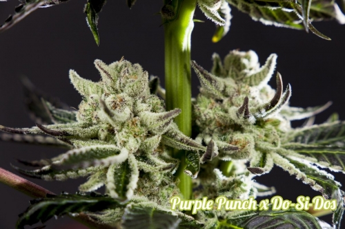 Narcotic – Indoor – Fruity – Purple Punch x Do-Si-Dos strain – image 2 – from Philosopher Seeds via Seed City