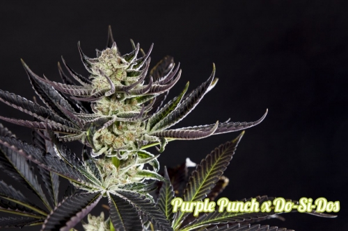 Fruity – 12/12 Photoperiod – Indoor – Purple Punch x Do-Si-Dos strain – image 3 – from Philosopher Seeds via Seed City