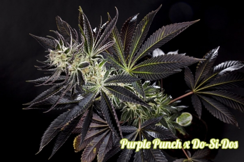Purple Punch x Do-Si-Dos cannabis seeds – Super Strength – Narcotic – The End of October – image 4 from Seed City