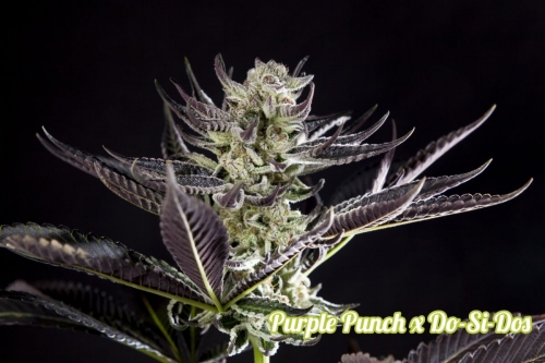 Purple Punch x Do-Si-Dos cannabis seeds – Indoor – The End of October – 12/12 Photoperiod – image 5 from Seed City