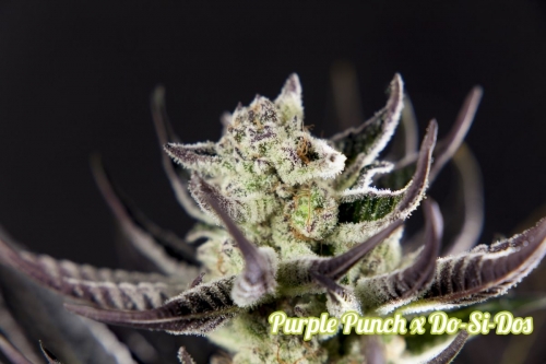 Purple Punch x Do-Si-Dos by Philosopher Seeds – Guaranteed female plants – Fruity – Narcotic – image 6 – Seed City